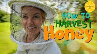 How to Harvest Honey  Beekeeping with Maddie 12 [upl. by Hasty15]