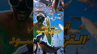 الجزء الثاني نازل اغطس مع قرش أليف و فجاه طلعلنا قرش تاني🤯 غوص diving scubadiving [upl. by Cannice426]