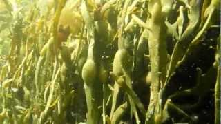 Knotted Wrack Ascophyllum nodosum at the Claddagh Galway Ireland [upl. by Eenafit]