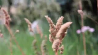 ORCHARDGRASS Dactylis glomerata [upl. by Adnawal75]