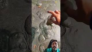 Saved Jellyfish 🪼 beach fishing seafood ocean travel trending new viralvideo [upl. by Haiel]