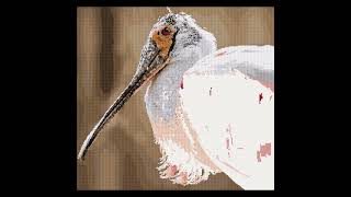 Bird Spoonbill [upl. by Anniala424]