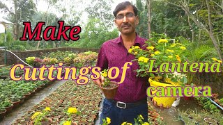 How to Grow Cuttings of Lantana camara [upl. by Schonfield448]