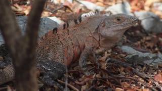 Ctenosaura similis John H Baltodano Calvo [upl. by Mellette]