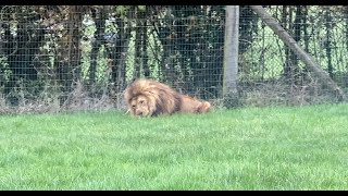 Longleat Wildlife and Sapari Park Warminster UK [upl. by Mechelle]