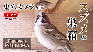 抱卵2日目 🥚×5 スズメの巣箱 巣穴カメラ 野鳥 Sparrow Nest Box Live Camera 20240513 [upl. by Ennovihs]