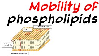 Mobility of phospholipid [upl. by Ojela32]