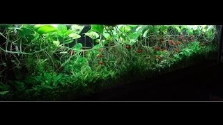 380G Heavily Planted Tank [upl. by Ardaed4]