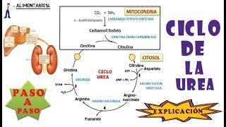 Ciclo De La Urea  Metabolismo del Amonio  Explicación [upl. by Odlonyer111]