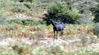 SARDEGNA VIAGGIO COL TRENINO VERDE prima parte [upl. by Rapsac518]