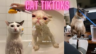 cat tiktoks cause cats are neat part 2 [upl. by Sherr328]