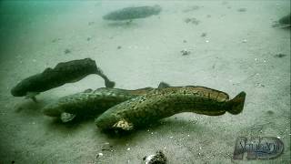 NeverBeforeSeen Burbot  Eelpout Underwater Spawning and Fishing [upl. by Spain]