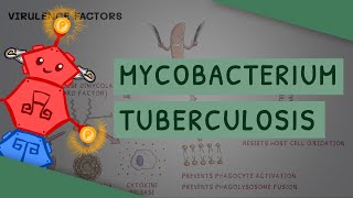 Mycobacterium tuberculosis  TB [upl. by Yule629]