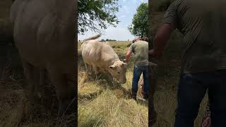 Feeding a Massive Bull Dont Mess With Him bull cattle cow shorts [upl. by Nivrad270]