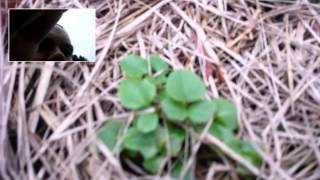 Valerian Plant Identification [upl. by Hgieleak475]