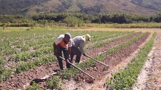 Aporque en el cultivo de tomate para mejorar la productividad [upl. by Yuma900]