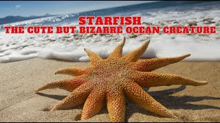 Starfish  The Cute But Bizarre Ocean Creature [upl. by Atsahs759]