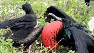 Frigate birds mating calls and behavior Galapagos Islands [upl. by Pippa]