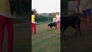 Doberman putting all efforts will it be successful n shorts short dogshorts doberman ytshorts [upl. by Xed]