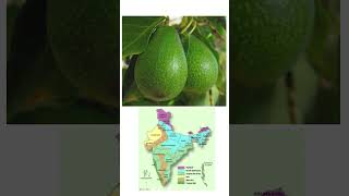 Avocado Fruit Plant From Green Paradise  Buy Online shorts plantsforsale plants avocado viral [upl. by Shela]