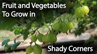 Fruit and Vegetables to Grow in Shade to Increase Productivity [upl. by Krigsman]