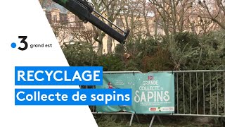 Des points de collecte pour le recyclage des sapins [upl. by Zavala]