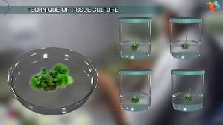 Tissue Culture [upl. by Kurt]