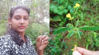 Biophytum sensitivum தீண்டாநாழி  Little plant Oxalidaceae IFFANI [upl. by Inaboy]