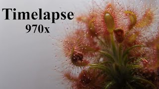 Drosera scorpioides Gidgegannup WA  Timelapse 970x [upl. by Yemarej]