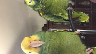 Double Yellow Head Amazon amp Blue Fronted Amazon [upl. by Eselahc287]