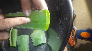 como hacer tu propia Crema de Aloe Vera de forma casera así de fácil y muy básica [upl. by Tracay]