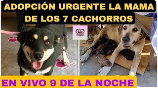 PARA MEDITAR ACTUALIZACION PERRITA CON 15 Y DESPUES 9 CACHORROS [upl. by Ashlen]