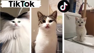 Cats being CATS  Try Not to Laugh  TIK TOK  Funny Cats Compilation TikTok [upl. by Donavon]