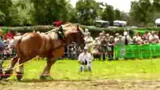 Belgium draft horse pulling [upl. by Aiclid216]