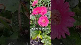 Gerber Daisy Perennial [upl. by Adnilema]