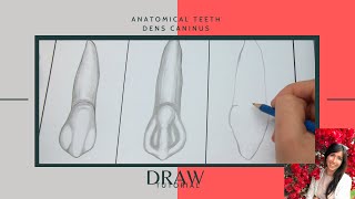 Dental  Zähne richtig zeichnen  Draw anatomic tooth  EckzahnDens caninus Tutorial [upl. by Spark]