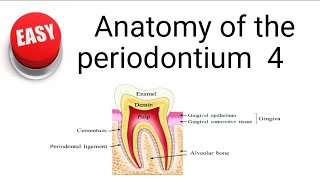 Anatomy of the periodontium 4 [upl. by Ruperta]