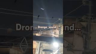 Drongodrongo birdslover evening eveningvibes shortvideo পাখিরডাক birdsounds birdsound [upl. by Swarts]