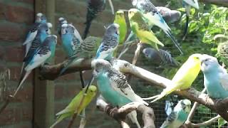 Aviarybirds Parakeets  wwwparkietenonlinenl [upl. by Galasyn488]