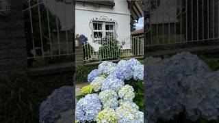 HYDRANGEAS GARDEN hydrangeaгортензия гортензіяшортс hortensiaflower garden shortspaniculata [upl. by Oalsecnew26]