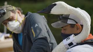 Trumpeter swan tag and release in Minnesota [upl. by Assira]