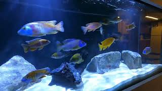 75 gallon African Cichlid tank [upl. by Hinkel]