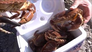 Hunter Gatherer Foraging Edible Crabs Caught By Hand [upl. by Niklaus]