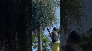 Cocoteros en Paraguay gardening coconut [upl. by Gnuh547]