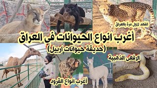 انواع الأسود والنمور والفهود في العراق اليوم 202428  حديقة الحيوان في أربيل Erbil Zoo [upl. by Buck]