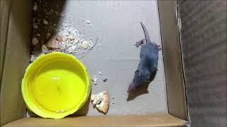 Asian house shrew Suncus murinus Baby Rescue [upl. by Gabriella]