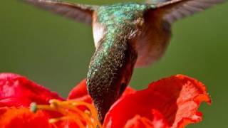 Hand feeding hummingbirds  Raw Video [upl. by Aicilehp967]