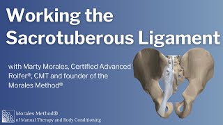 The Sacrotuberous Ligament [upl. by Bobinette]