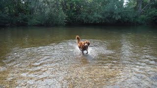 Strider in the Boise River 2024 [upl. by Sad]