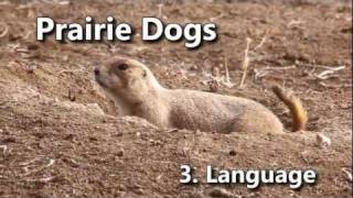 Prairie Dogs Americas Meerkats  Language [upl. by Collen]